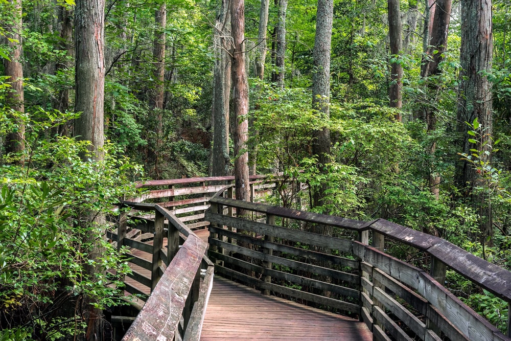 a boardwalk on the Bald Cypress path in First Landing state park VA Beach, Virginia